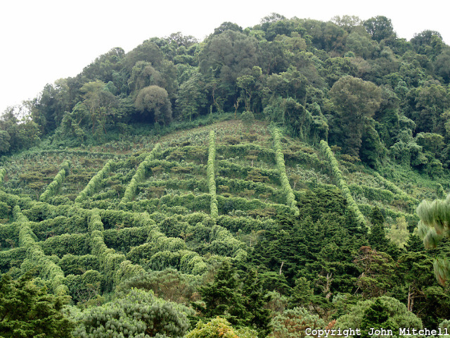 ElSalvador-Coffee-Plantation